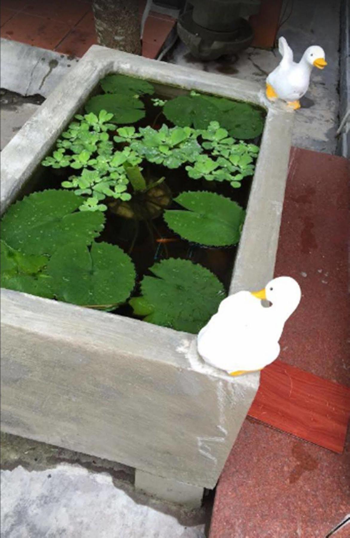 Camellia Homestay Hội An Kültér fotó